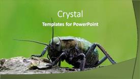  Presentation with cricket - Beautiful slide deck featuring big-bellied-cricket-one backdrop and a seafoam green colored foreground