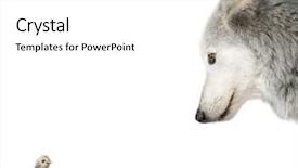  Presentation with chick - Cool new presentation with big bird - mackenzie valley wolf looking backdrop and a white colored foreground