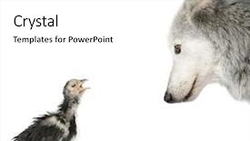  Presentation with wolf - Presentation theme enhanced with big bird - mackenzie valley wolf looking background and a white colored foreground