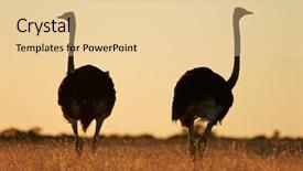  Presentation with early bird - PPT layouts consisting of big bird - ostriches struthio camelus in early background and a lemonade colored foreground