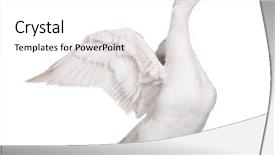  Presentation with bird - Amazing presentation having big bird - white domestic goose isolated backdrop and a white colored foreground