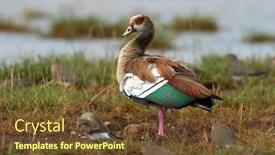  Presentation with family africa - PPT layouts enhanced with big-bird-egyptian-goose background and a tawny brown colored foreground