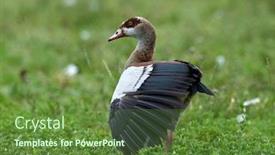  Presentation with family africa - PPT theme consisting of big-bird-egyptian-goose background and a tawny brown colored foreground