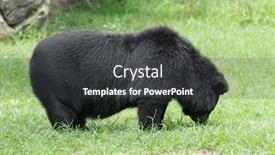  Presentation with black bear - Slides with big black bear in zoo background and a dark gray colored foreground