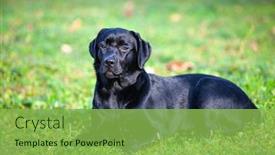  Presentation with nature - Beautiful slide deck featuring big-black-dog-labrador-retriever backdrop and a yellow colored foreground