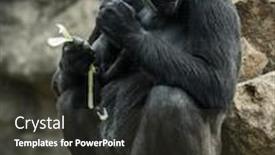  Presentation with eating - Colorful theme enhanced with big black gorilla sitting rock and eating backdrop and a dark gray colored foreground