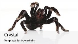  Presentation with black - Beautiful presentation design featuring big-black-hairy-tarantula backdrop and a white colored foreground