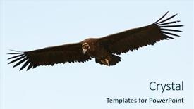  Presentation with airplane night sky cloud - Cool new slides with big black vulture in flight backdrop and a sky blue colored foreground