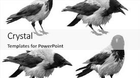 Presentation with raven black - Cool new theme with big black wild raven backdrop and a white colored foreground