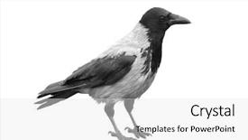  Presentation with raven black - Beautiful PPT theme featuring big black wild raven backdrop and a white colored foreground