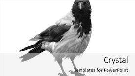  Presentation with raven black - Presentation theme having big black wild raven background and a light gray colored foreground