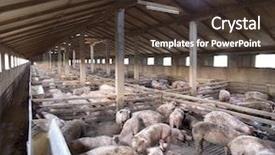  Presentation with breeding - Audience pleasing PPT theme consisting of big breeding pig farm backdrop and a tawny brown colored foreground