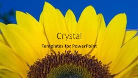  Presentation with vibrant blue - Presentation having big bright and vibrant yellow sunflower against blue sky background and a gold colored foreground