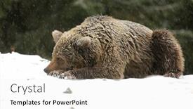  Presentation with brown bear - Slide set enhanced with big-brown-bear-lies background and a white colored foreground