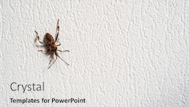  Presentation with insect - PPT theme with big-brown-insect-crawling background and a white colored foreground