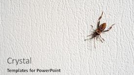  Presentation with insect - Audience pleasing slide set consisting of big-brown-insect-crawling backdrop and a white colored foreground