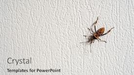  Presentation with insect - PPT theme with big-brown-insect-crawling background and a light gray colored foreground