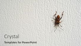  Presentation with insect - Presentation design consisting of big-brown-insect-crawling background and a light gray colored foreground