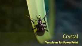  Presentation with dark - PPT layouts with big-bug-beetle-carabus-hungaricus background and a tawny brown colored foreground
