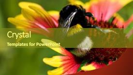  Presentation with bumblebee - Amazing theme having big bumblebee on red yellow flower macro background backdrop and a gold colored foreground