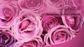  Presentation with pink roses - Presentation theme consisting of big-bunch-of-multiple-pink background and a coral colored foreground