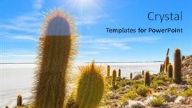  Presentation with cactus - Cool new slide deck with big-cactus-on-incahuasi-island backdrop and a light blue colored foreground