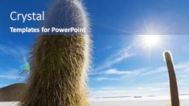  Presentation with cactus - Presentation design enhanced with big-cactus-on-incahuasi-island background and a  colored foreground