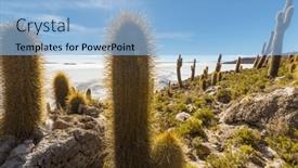  Presentation with cactus - Presentation design having big-cactus-on-incahuasi-island background and a  colored foreground