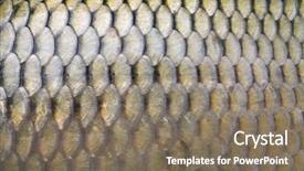  Presentation with background - Slides featuring big carp scales close up background and a violet colored foreground