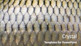  Presentation with tilted scales - Theme having big carp scales close up background and a gray colored foreground