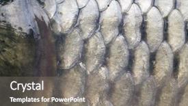  Presentation with scales of justice - Cool new presentation with big carp scales close up backdrop and a gray colored foreground