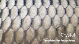  Presentation with tilted scales - Presentation theme enhanced with big carp scales close up background and a  colored foreground