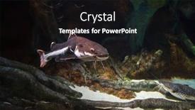  Presentation with catfish - Presentation enhanced with big-catfish-swimming-deep-underwater background and a black colored foreground