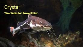  Presentation with catfish - Presentation featuring big-catfish-swimming-deep-underwater background and a wine colored foreground