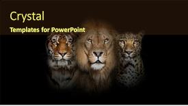  Presentation with tiger - Slides featuring big-cats-lion-tiger background and a tawny brown colored foreground