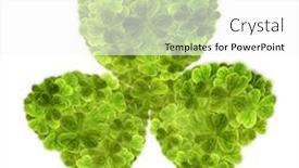  Presentation with clover - 