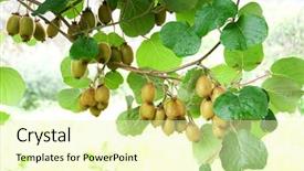  Presentation with fruit tree - Audience pleasing presentation theme consisting of big cluster of kiwi fruit backdrop and a blonde colored foreground