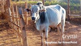  Presentation with agriculture - Slide set consisting of big-cow-in-asian-farm background and a coral colored foreground