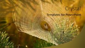  Presentation with light rays - Colorful slide set enhanced with big-cowweb-among-blades backdrop and a gold colored foreground