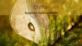  Presentation with light rays - Slide deck having big-cowweb-among-blades background and a gold colored foreground