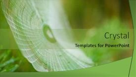  Presentation with spider web - PPT theme having big-cowweb-among-blades background and a seafoam green colored foreground