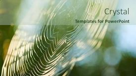  Presentation with spider web - PPT layouts having big-cowweb-among-blades background and a mint green colored foreground