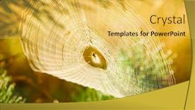  Presentation with light rays - Audience pleasing slide deck consisting of big-cowweb-among-blades backdrop and a yellow colored foreground