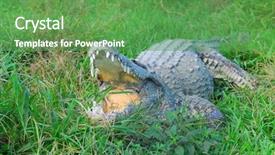  Presentation with swamp - Cool new presentation theme with big crocodile with mouth wide open in zapata swamp area on caribbean island cuba backdrop and a seafoam green colored foreground