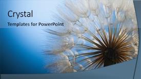  Presentation with navy blue and gold - Presentation theme enhanced with big dandelion on a blue background and a light blue colored foreground