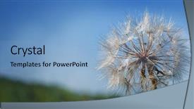  Presentation with businessproposal blue - Audience pleasing PPT theme consisting of big dandelion on a blue backdrop and a light blue colored foreground