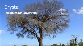  Presentation with pine trees - Slides featuring big-dead-dry-pine-trees background and a teal colored foreground