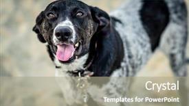  Presentation with leash - Cool new presentation theme with big dog with leash walking backdrop and a gray colored foreground