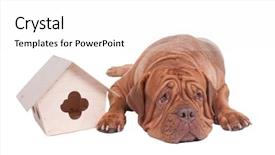  Presentation with dog house - Presentation theme with big dog with small house background and a white colored foreground