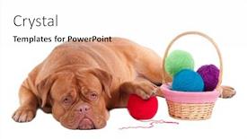  Presentation with rest - Audience pleasing PPT theme consisting of big-dogue-de-bordeaux backdrop and a white colored foreground